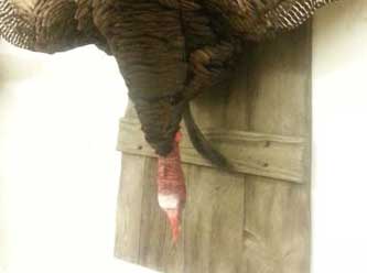 Anything That Moves Taxidermy Images